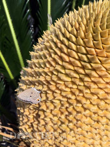 Chiêm ngưỡng hoa của loài cây 'ngàn năm' mới nở ảnh 4