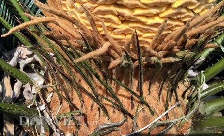 Chiêm ngưỡng hoa của loài cây 'ngàn năm' mới nở ảnh 5