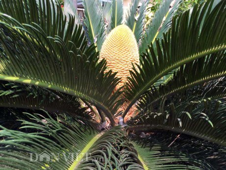 Chiêm ngưỡng hoa của loài cây 'ngàn năm' mới nở ảnh 6