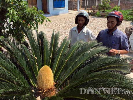 Chiêm ngưỡng hoa của loài cây 'ngàn năm' mới nở ảnh 7