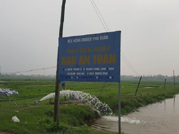 Rau phun 'thần dược' siêu tăng trưởng: Do hám lợi, hám làm giàu? ảnh 1