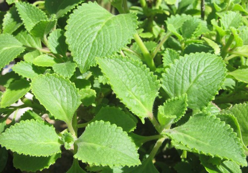 7 loại cây giúp đuổi muỗi phòng dịch Zika hiệu quả ảnh 7