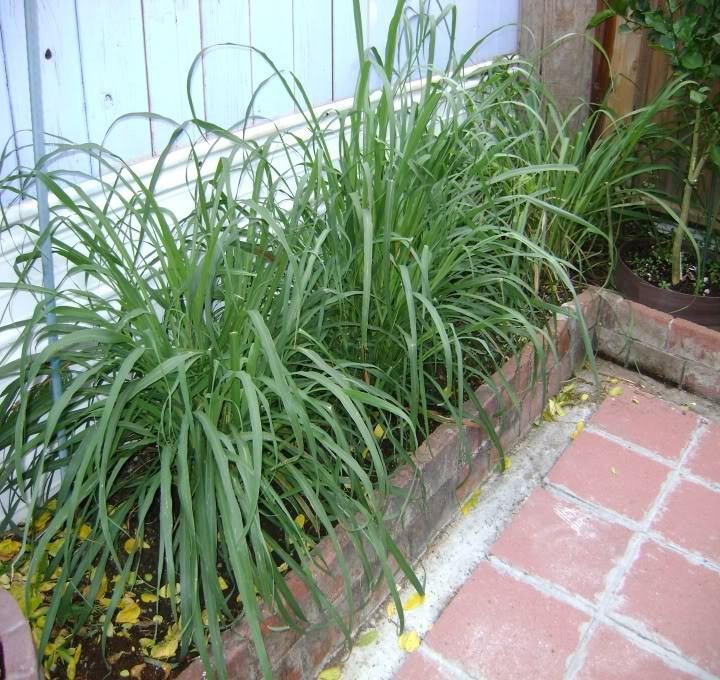 7 loại cây giúp đuổi muỗi phòng dịch Zika hiệu quả ảnh 4