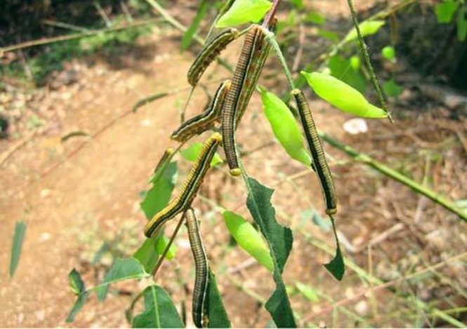 Mùa săn sâu muồng ở cực Bắc Tây Nguyên ảnh 1