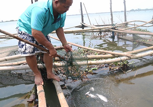 Nhiều tấn cá lồng và cá biển ở Huế tiếp tục chết ảnh 3