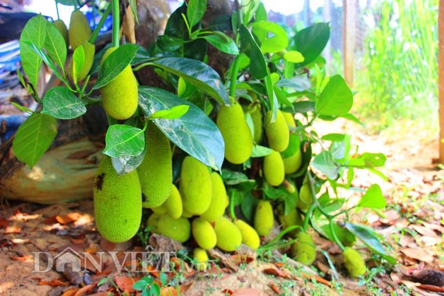 'Sướng đời' có được cây mít tố nữ 300 trái mọc chi chít tận gốc ảnh 2
