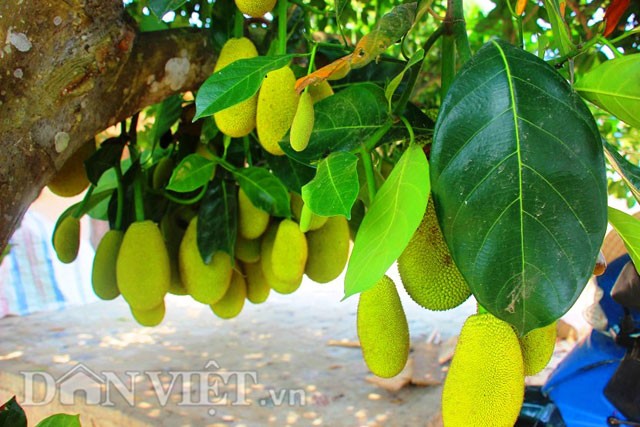 'Sướng đời' có được cây mít tố nữ 300 trái mọc chi chít tận gốc ảnh 3