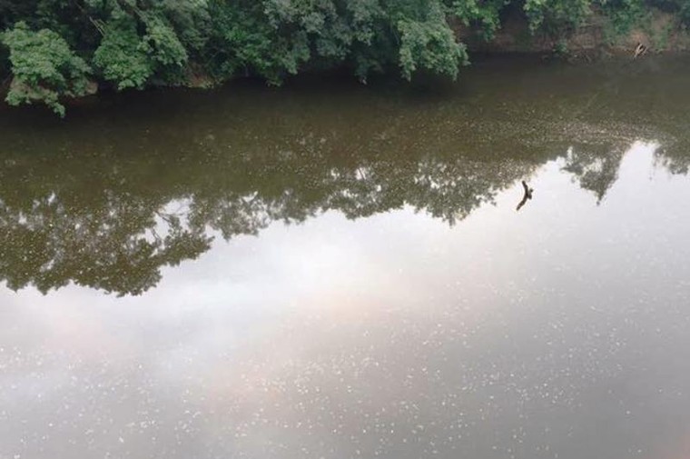 Vụ nước sông đổi màu, cá chết: "Thủ phạm" nhận lỗi ảnh 5