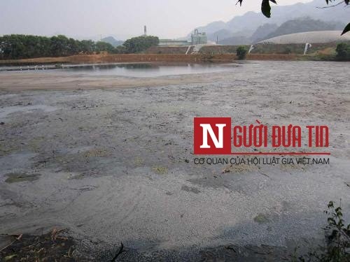 Sẽ khởi tố hình sự vụ cá chết hàng loạt ở Thanh Hóa ảnh 2