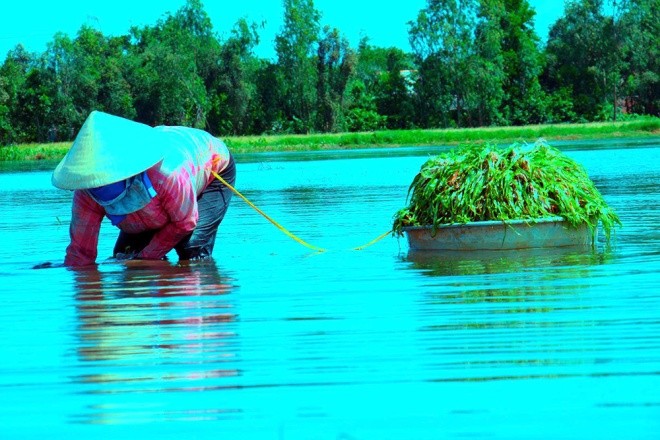 Hẹ nước - đặc sản vùng Đồng Tháp Mười ảnh 3