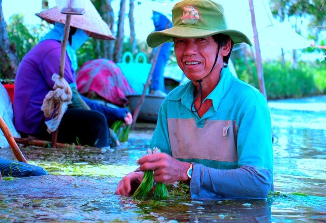 Hẹ nước - đặc sản vùng Đồng Tháp Mười ảnh 4