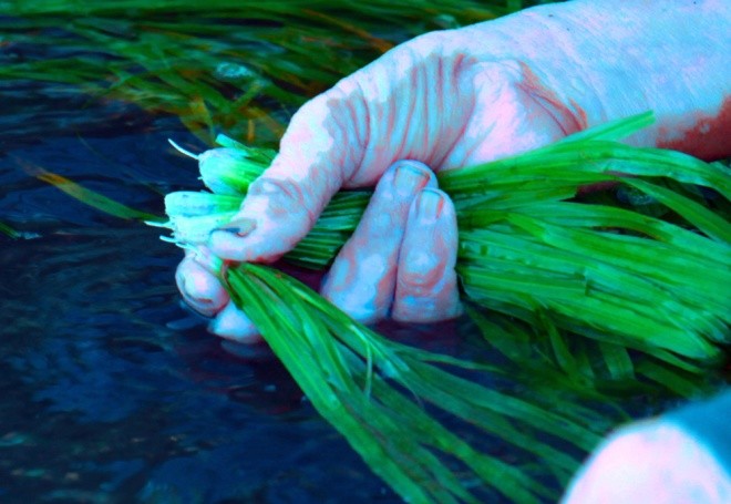 Hẹ nước - đặc sản vùng Đồng Tháp Mười ảnh 10