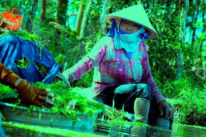 Hẹ nước - đặc sản vùng Đồng Tháp Mười ảnh 11