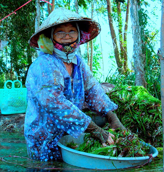 Hẹ nước - đặc sản vùng Đồng Tháp Mười ảnh 9