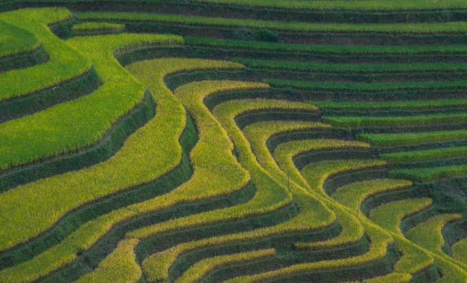 Ruộng bậc thang đẹp bậc nhất Việt Nam ở Hoàng Su Phì ảnh 3