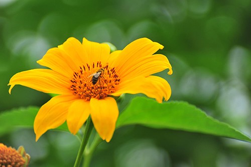 5 cung đường ngắm hoa dã quỳ nổi tiếng ở Đà Lạt ảnh 1