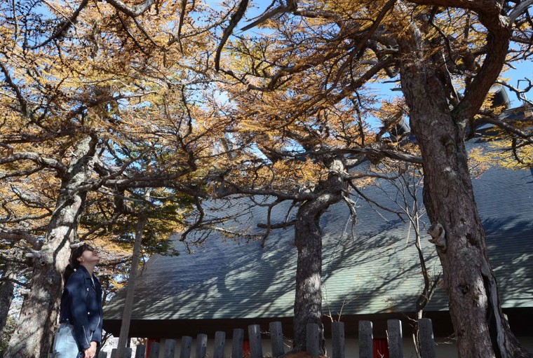 'Mãn nhãn' với núi Phú Sĩ mùa lá vàng ảnh 10