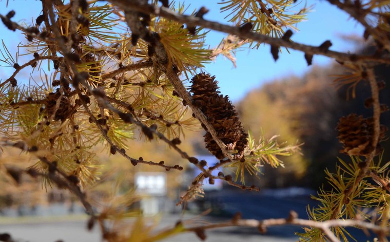'Mãn nhãn' với núi Phú Sĩ mùa lá vàng ảnh 5