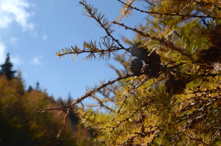 'Mãn nhãn' với núi Phú Sĩ mùa lá vàng ảnh 6