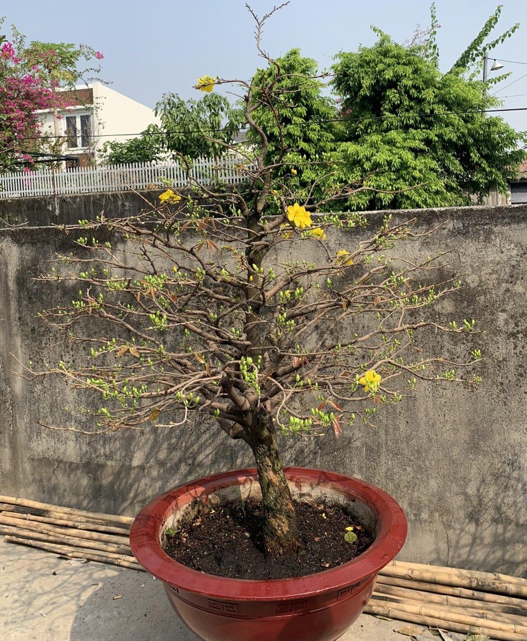 Một năm đặc biệt, nhà vườn mai Thủ Đức vẫn không ‘lỡ hẹn’ Xuân 2021 ảnh 6