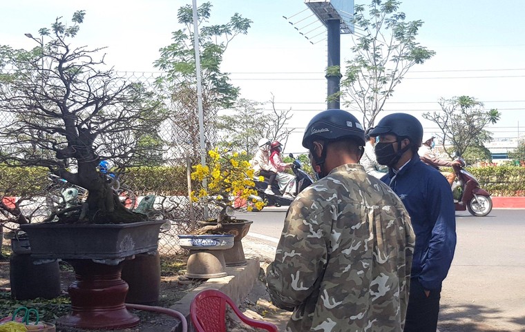 Một năm đặc biệt, nhà vườn mai Thủ Đức vẫn không ‘lỡ hẹn’ Xuân 2021 ảnh 5