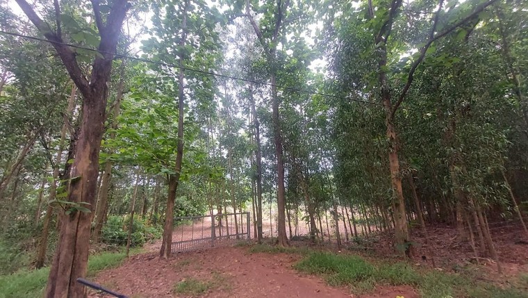 Vụ Rừng phòng hộ La Ngà bị đốn hạ: Đóng bãi khai thác đá mồ côi, dân tố cáo người phá rừng ảnh 2