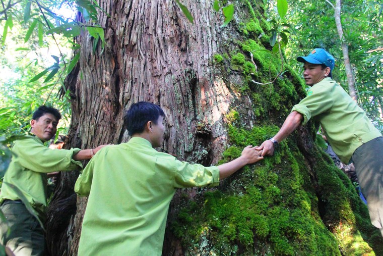 Quảng Nam hướng đến phát triển bền vững gần 700.000ha rừng từ đề án kinh doanh tín chỉ carbon rừng ảnh 5