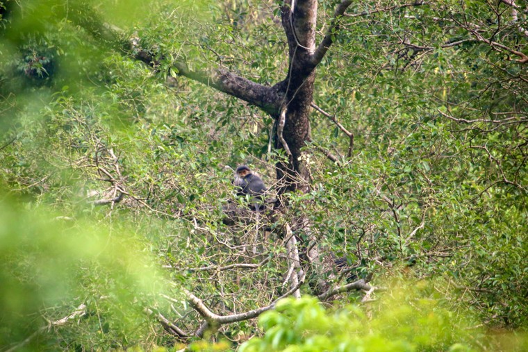 Quảng Nam hướng đến phát triển bền vững gần 700.000ha rừng từ đề án kinh doanh tín chỉ carbon rừng ảnh 3