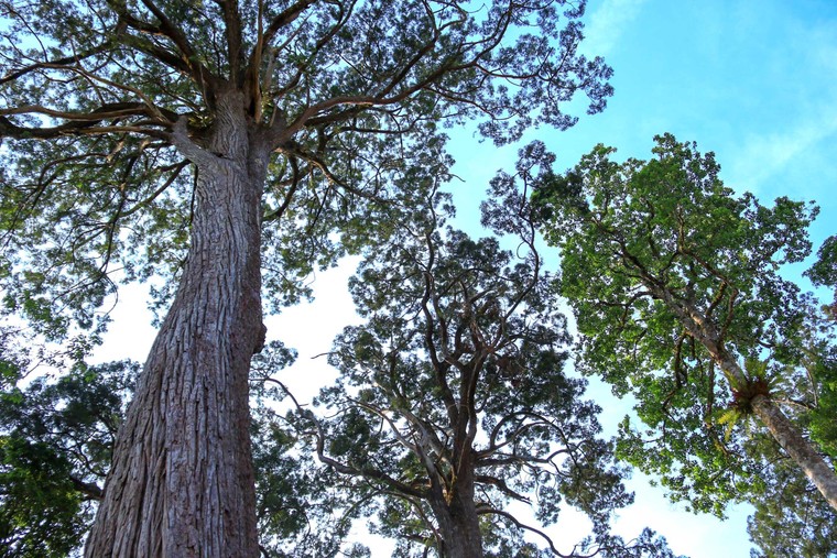 Quảng Nam hướng đến phát triển bền vững gần 700.000ha rừng từ đề án kinh doanh tín chỉ carbon rừng ảnh 4