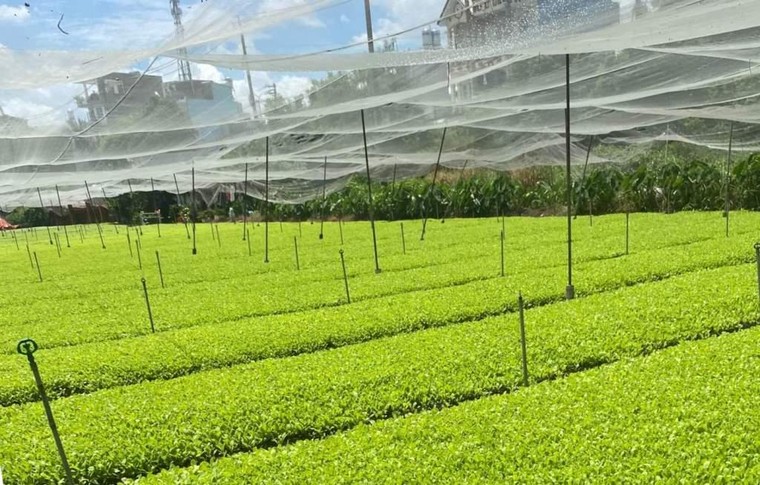 Chợ hoạt động trở lại, hàng hóa dồi dào sau giãn cách ảnh 1