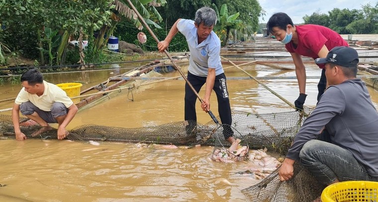 Đồng Nai: Thuỷ điện xả lũ, gần 1.000 tấn cá bè chết trắng gây thiệt hại hàng tỷ đồng ảnh 1