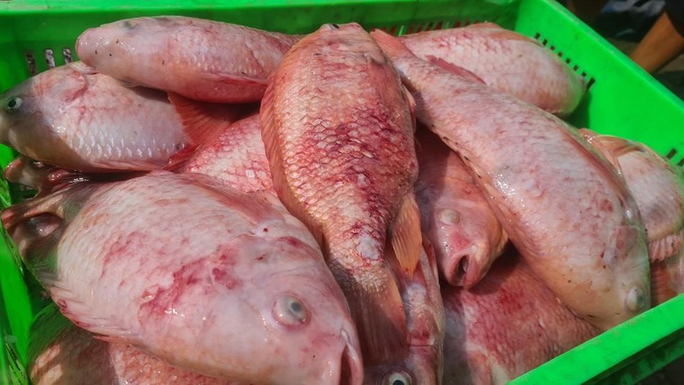 Đồng Nai: Thuỷ điện xả lũ, gần 1.000 tấn cá bè chết trắng gây thiệt hại hàng tỷ đồng ảnh 2