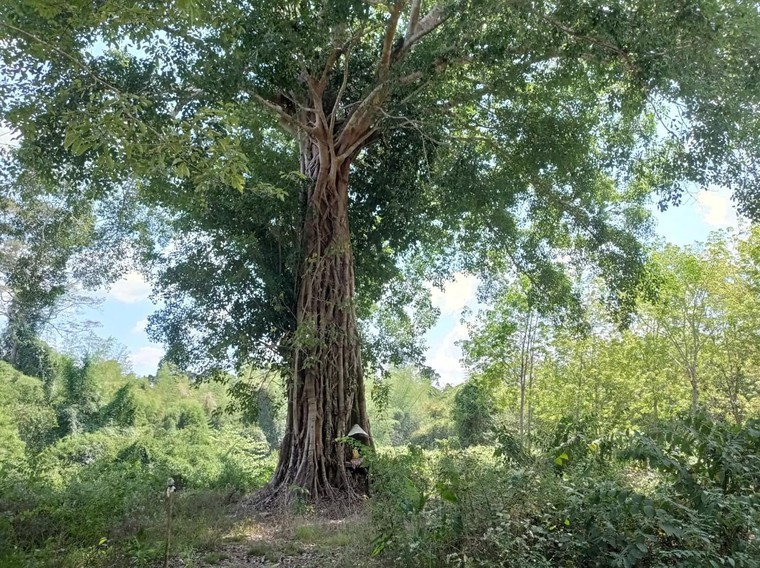 Chùm ảnh dự án trồng cây cao su mà Sasco đang “sa lầy” tại Bình Phước ảnh 9