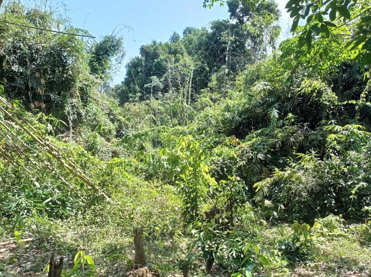 Chùm ảnh dự án trồng cây cao su mà Sasco đang “sa lầy” tại Bình Phước ảnh 3