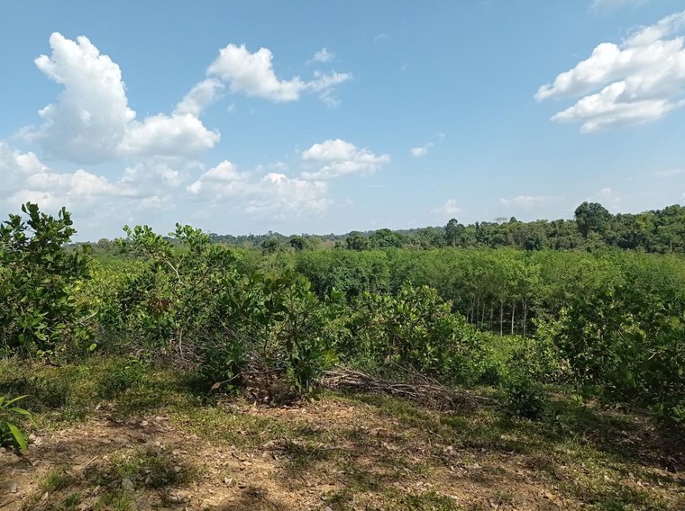 Chùm ảnh dự án trồng cây cao su mà Sasco đang “sa lầy” tại Bình Phước ảnh 8