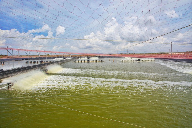 Tập đoàn Minh Phú: “Người nuôi tôm thành công thì chúng ta sẽ tốt hơn!” ảnh 2