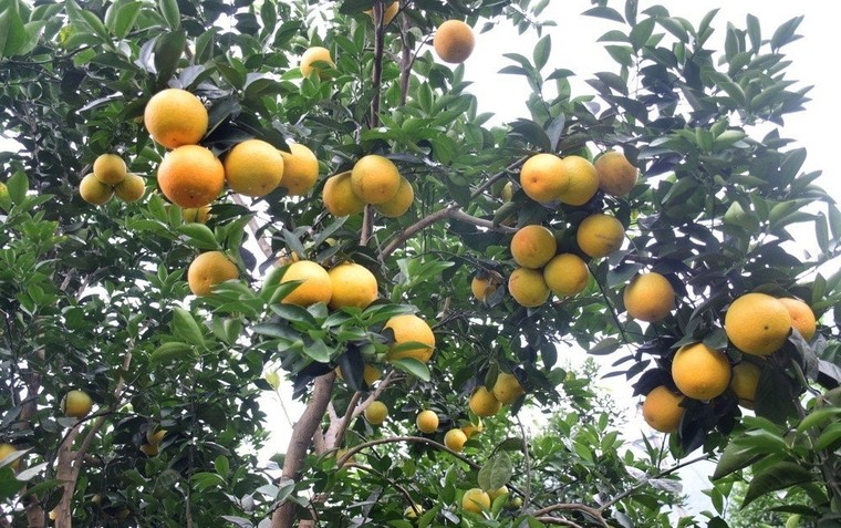 Đâu rồi cam Vinh? ảnh 1