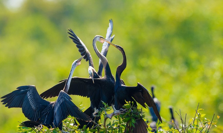 Trao giải và triển lãm cuộc thi ảnh Chim và Thú hoang dã Việt Nam 2024 ảnh 1