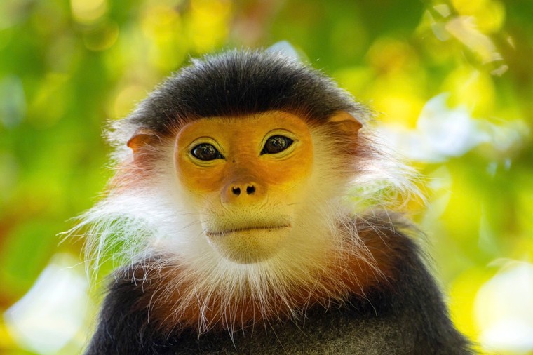 Trao giải và triển lãm cuộc thi ảnh Chim và Thú hoang dã Việt Nam 2024 ảnh 4