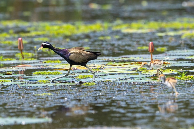 Trao giải và triển lãm cuộc thi ảnh Chim và Thú hoang dã Việt Nam 2024 ảnh 3
