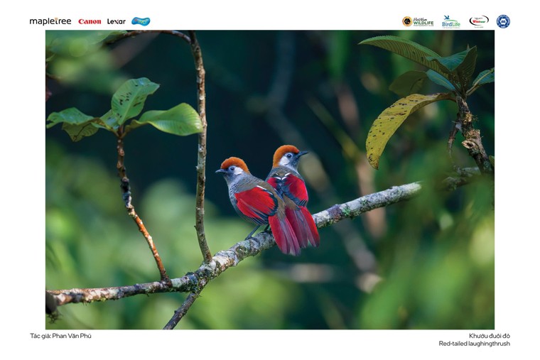 “Voọc mũi hếch” đoạt giải nhất cuộc thi Chim và Thú hoang dã Việt Nam 2024 ảnh 7