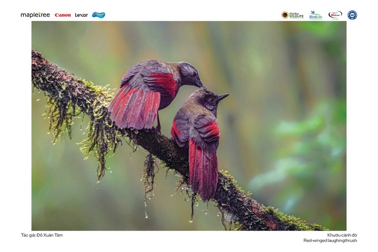 “Voọc mũi hếch” đoạt giải nhất cuộc thi Chim và Thú hoang dã Việt Nam 2024 ảnh 4