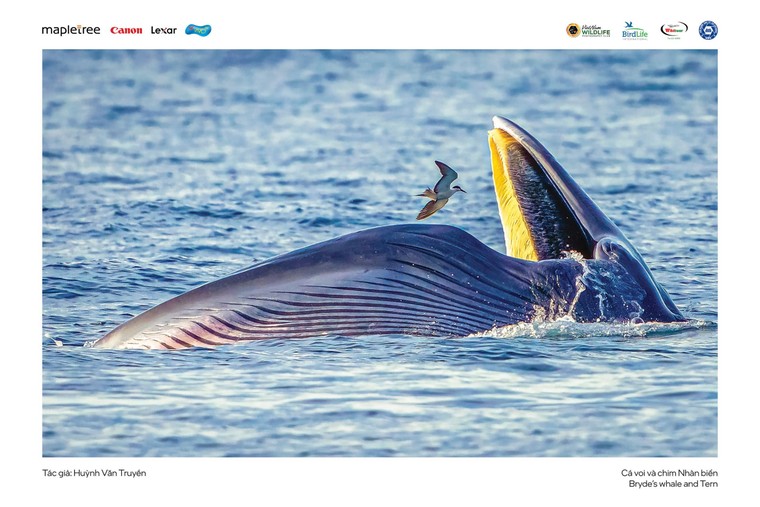 “Voọc mũi hếch” đoạt giải nhất cuộc thi Chim và Thú hoang dã Việt Nam 2024 ảnh 6