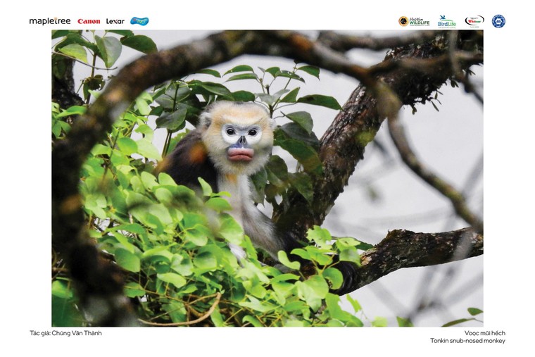 “Voọc mũi hếch” đoạt giải nhất cuộc thi Chim và Thú hoang dã Việt Nam 2024 ảnh 2