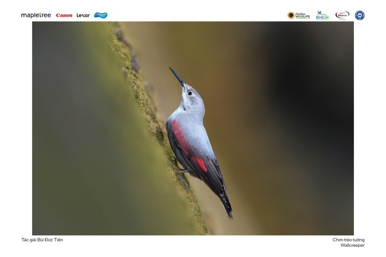 “Voọc mũi hếch” đoạt giải nhất cuộc thi Chim và Thú hoang dã Việt Nam 2024 ảnh 8