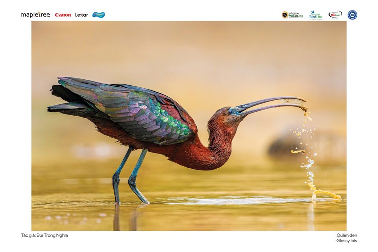 “Voọc mũi hếch” đoạt giải nhất cuộc thi Chim và Thú hoang dã Việt Nam 2024 ảnh 9