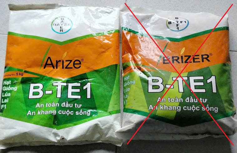 Nữ giáo viên uất nghẹn trong "cơn bão" lúa giống giả tung hoành ở Kiên Giang ảnh 1