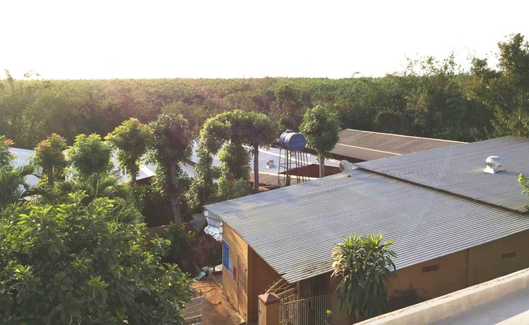 Bán đàn heo không kê khai thuế thu nhập cá nhân bị khởi tố ảnh 1