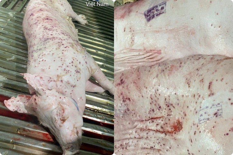 CP Việt Nam bị tố bán heo, gà bệnh: Lời tố cáo gần 500.000 tương tác, Jonny Lieu đã cung cấp cho công an ảnh 3