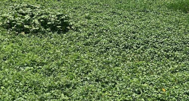 Hạ tầng TP.Thủ Đức bây giờ ra sao? - Bài 2: Người dân khốn khổ chống đỡ ngập nước quanh chợ ảnh 7